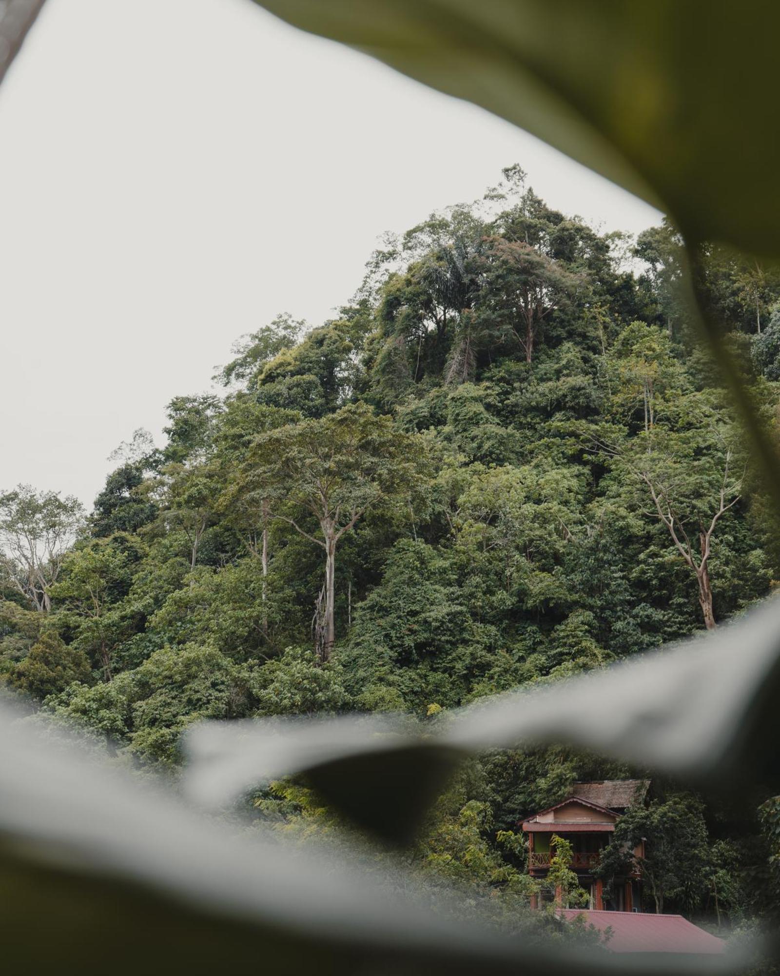 Charlys Little House Hotel Bukit Lawang Exterior photo